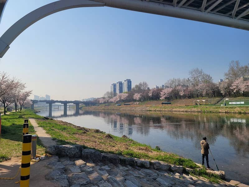안양천 벚꽃길 - Image 2