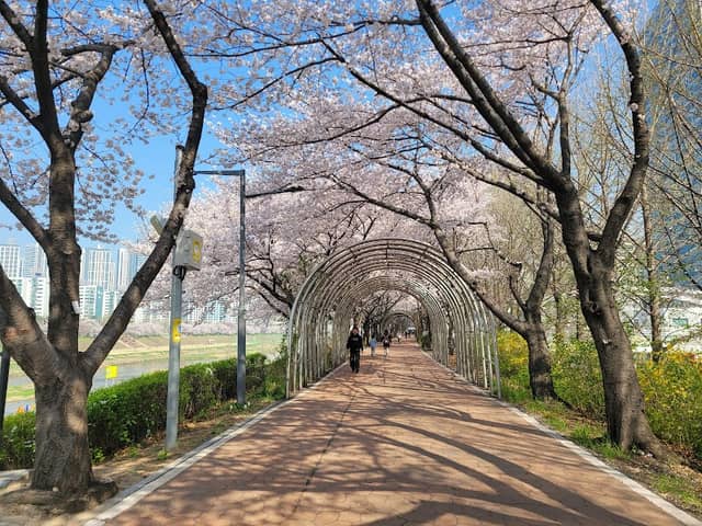 안양천 벚꽃길 - Image 3