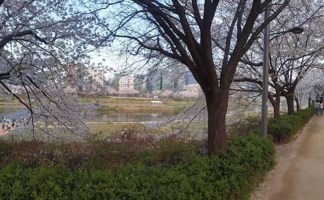 안양천 벚꽃길 - Image 1