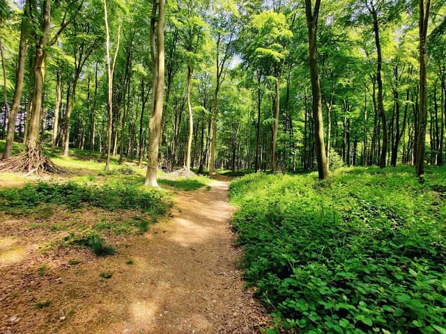 Doles Wood - Image 2