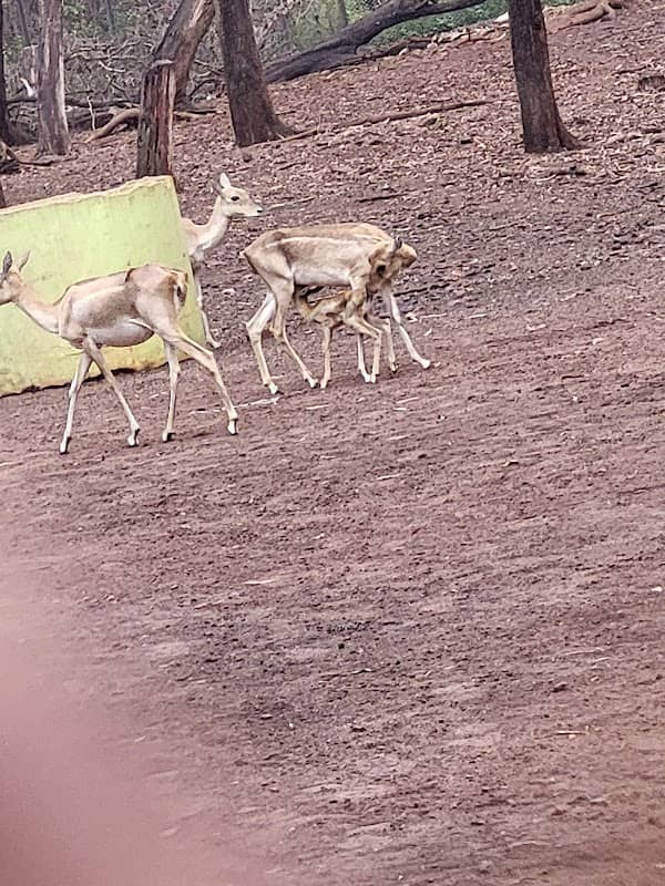 DEER PARK DONIMALAI ಜಿಂಕೆ ಉದ್ಯಾನ, ದೋಣಿಮಲೈ - Image 1