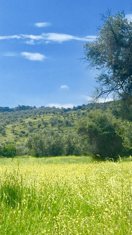 Üç Fidan Anıtı - Image 3