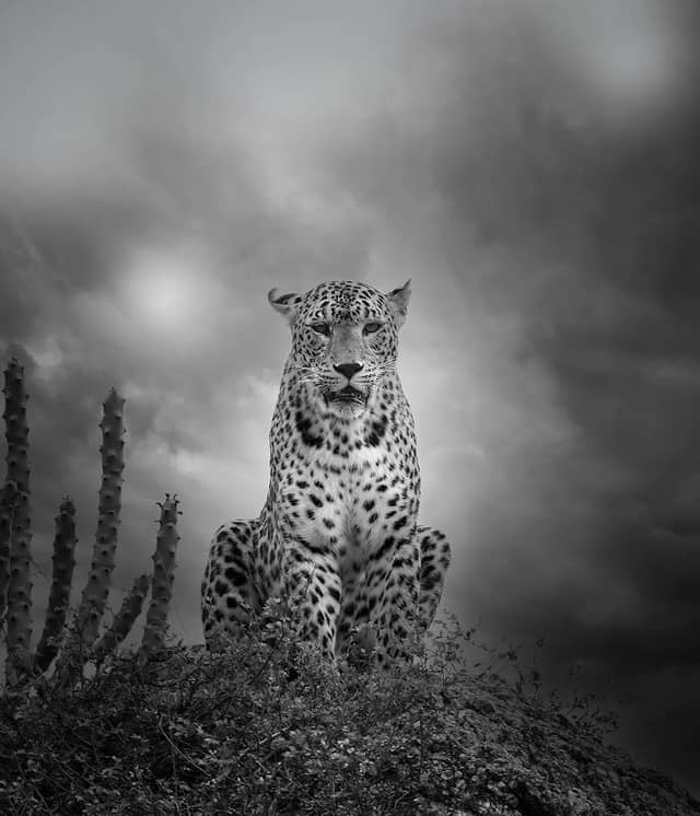 Kamal Safari - Image 1