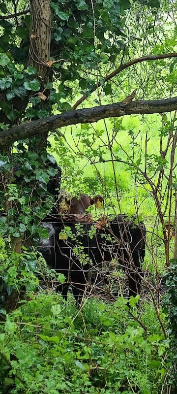Wensum Local Nature Reserve - Image 1