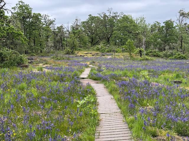 Camassia Nature Preserve - Image 1