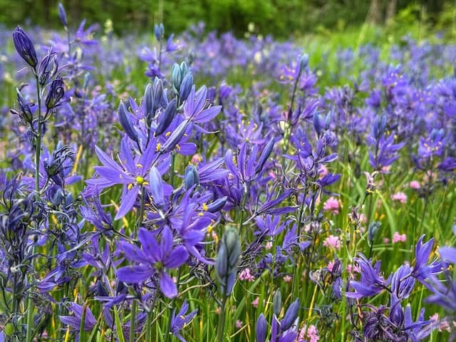 Camassia Nature Preserve - Image 2