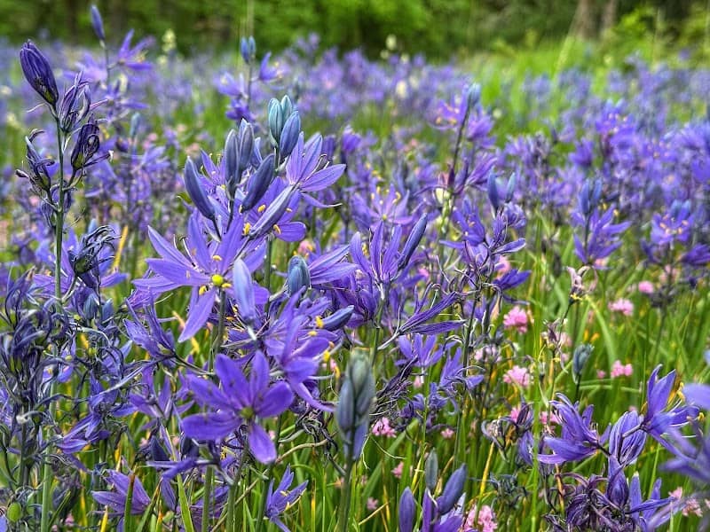 Camassia Nature Preserve - Image 2