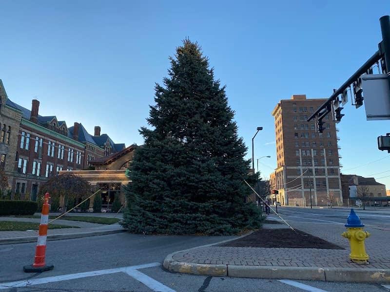Springfield City Christmas Tree - Image 3