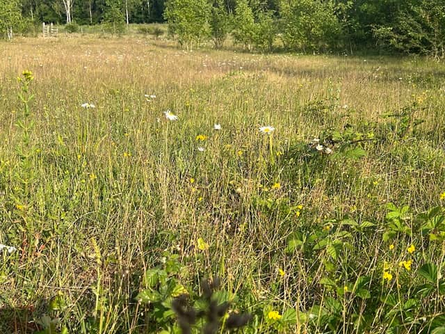 Silver Birch Hill - Image 2