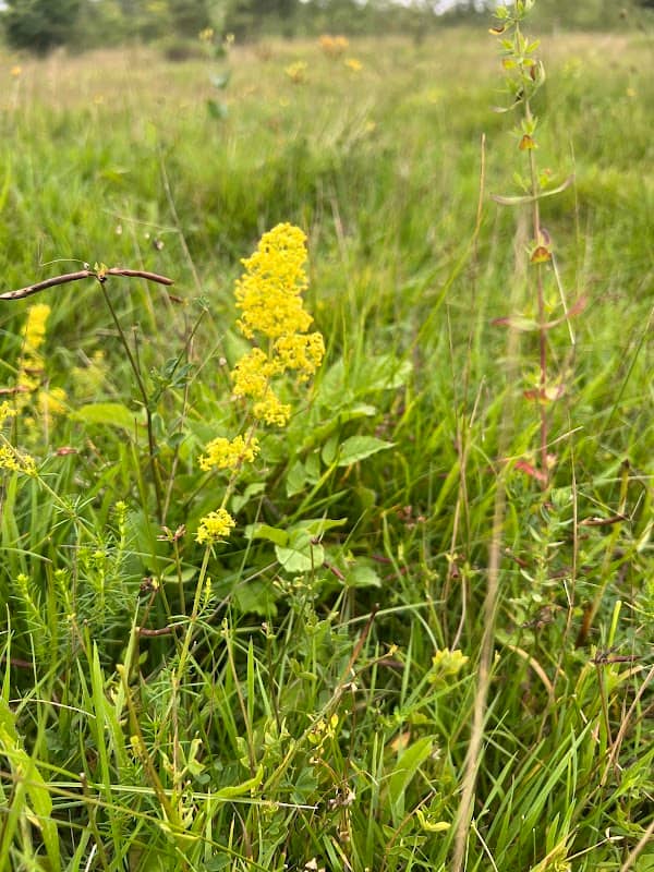Silver Birch Hill - Image 1