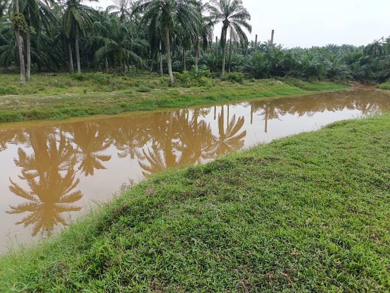 Sungai Cabang Tiga Kelanang - Image 2