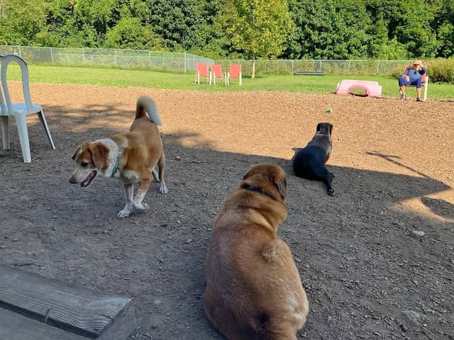 Thomaston Dog Park - Image 1