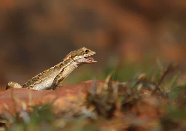Kesurli lake and forest birdwatching - Image 2