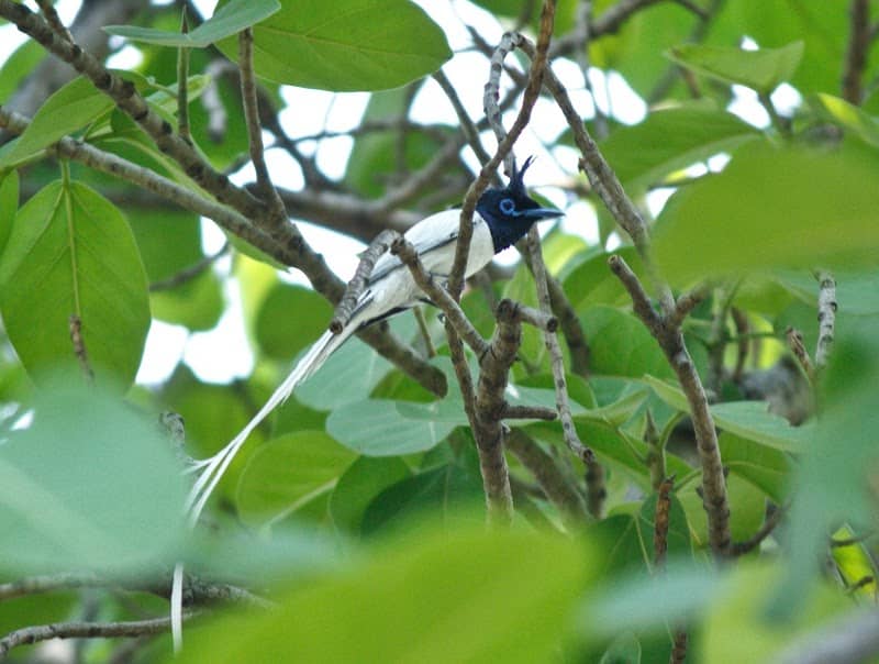 Kesurli lake and forest birdwatching - Image 1