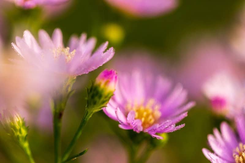 Teerakfarm2 (สวนดอกไม้ที่รักฟาร์ม) - Image 1