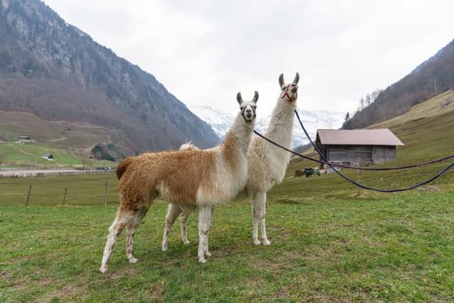 Glarner Lamas - Image 2