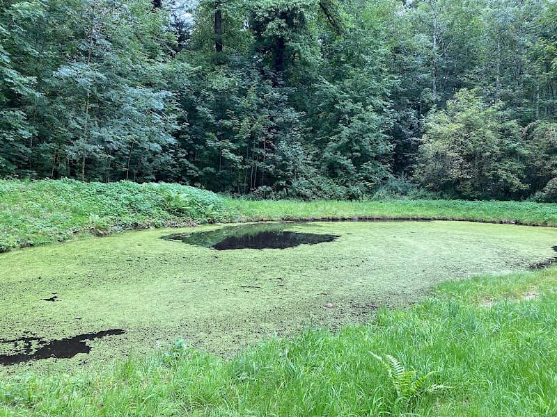 Länzertweiher - Image 1