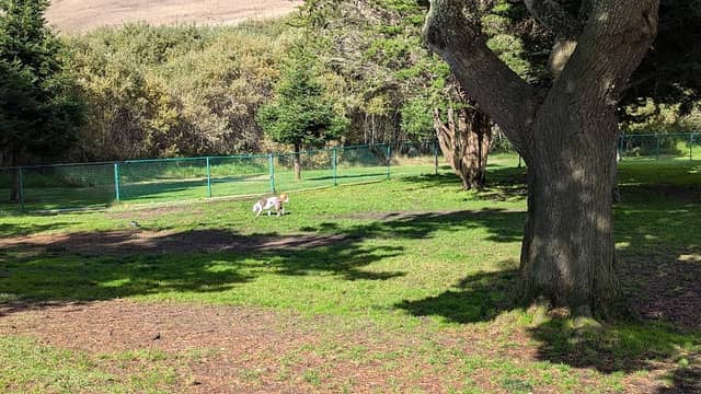 Jody Giannini Family Dog Park - Image 1
