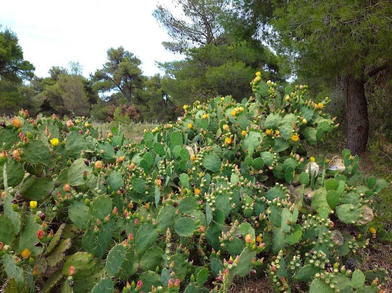 Kefalari Grove - Image 1