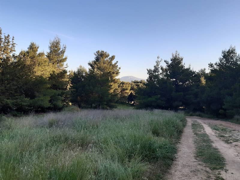 Kefalari Grove - Image 2