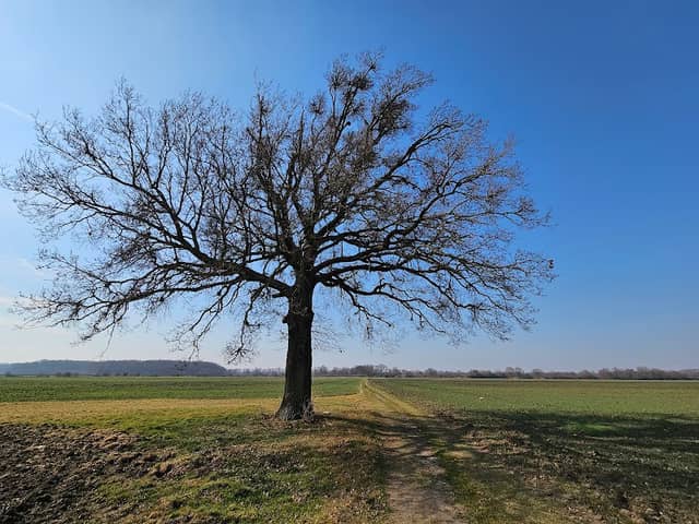Osamotený strom - Image 1