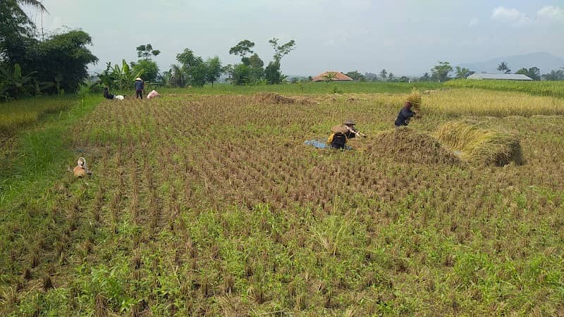 Sawah Hibah Yayasan PAPI - Image 1