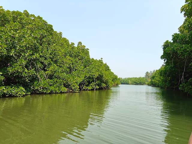 Batapady Mangrove Boating - Image 1