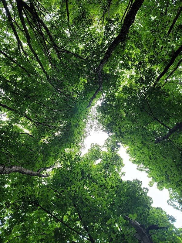 Rotary Park - Image 1