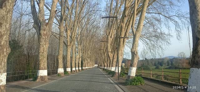 Avenida dos Plátanos - Image 1
