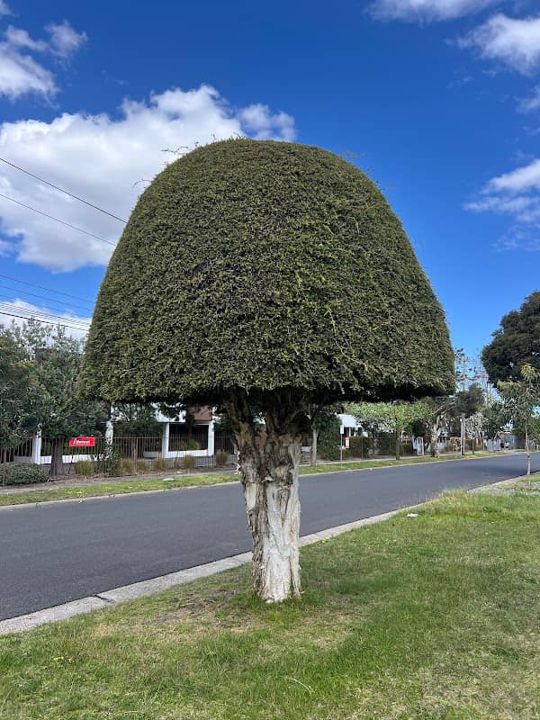 Mushroom tree - Image 1