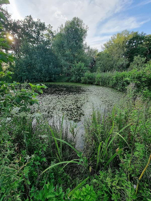 Dragonfly Breeding Site - Image 1