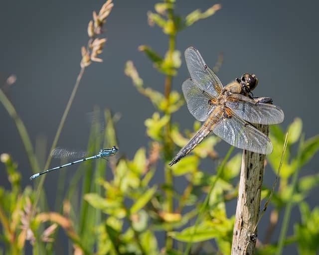 Dragonfly Breeding Site - Image 2