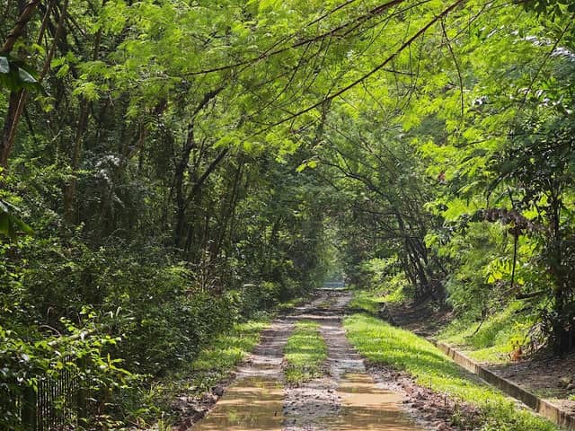 Sungei Blukar Forest - Image 1