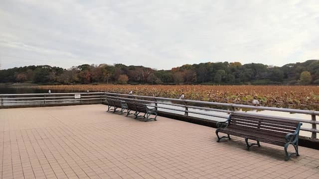 Wood Deck - Image 1