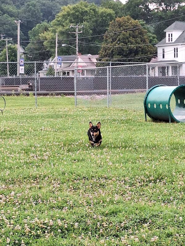 Barboursville Dog Park - Image 1