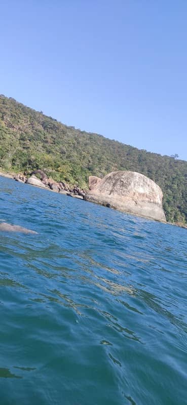 GYAN DOLPHIN TRIP - Image 1