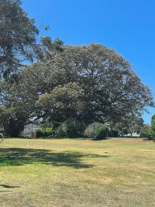 Giant Fig Tree - Image 2