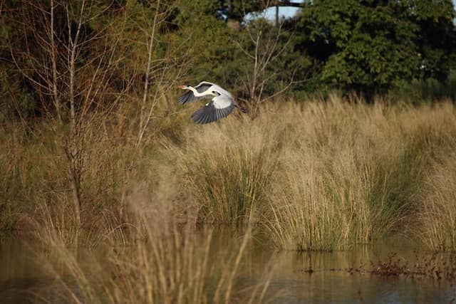 Mirador de aves - Image 2
