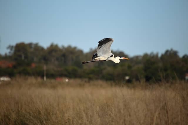 Mirador de aves - Image 1