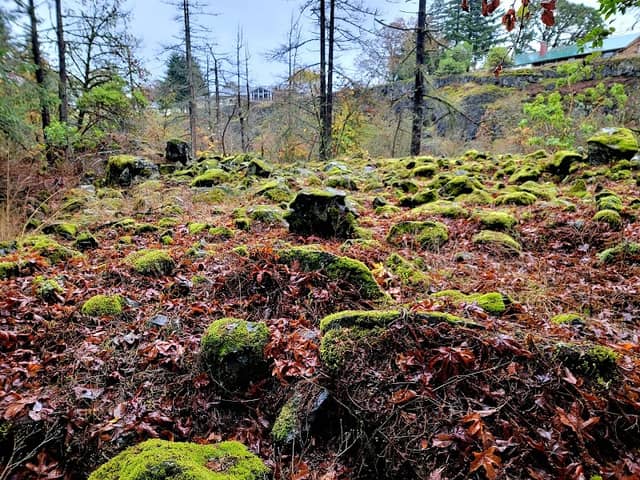 Columbia Botanical Gardens - Image 2