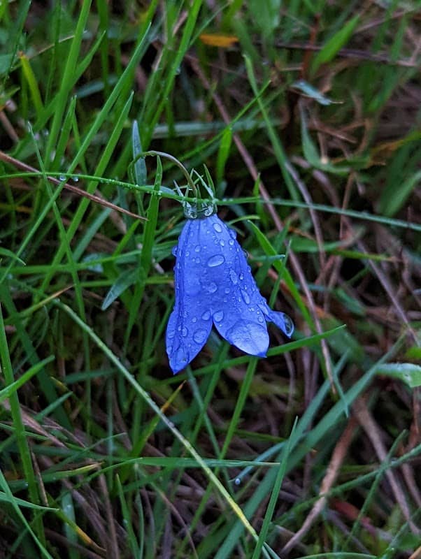 Lexden Springs Nature Reserve - Image 2