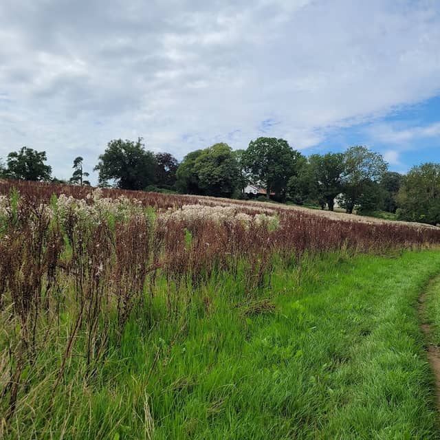 Martlesham Wilds Nature Reserve - Suffolk Wildlife Trust - Image 1