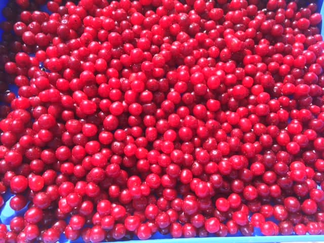 Frandsen Sour Cherry Orchard - Image 1