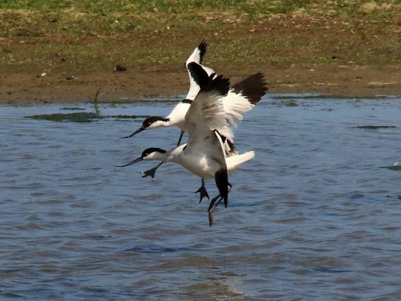 De Blikken - Hof van Scheerens - Vogelkijkhut - Image 1