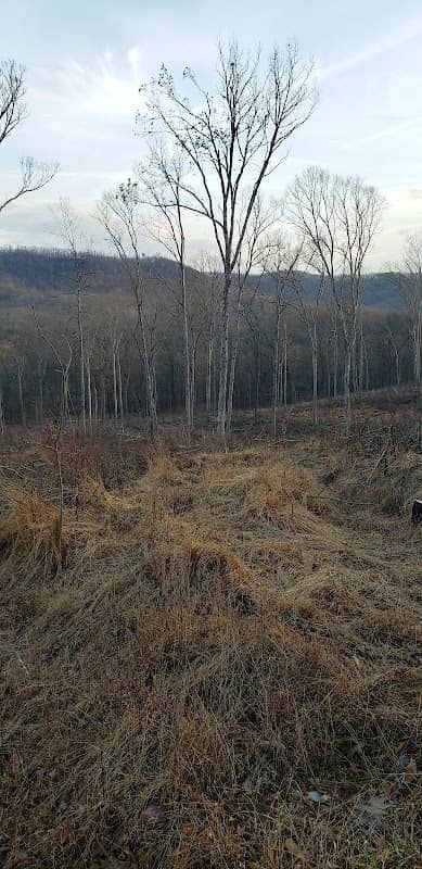Brush Creek State Forest - Image 1