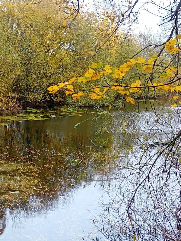 Ben Rhydding Gravel Pits Local Nature Reserve - Image 1