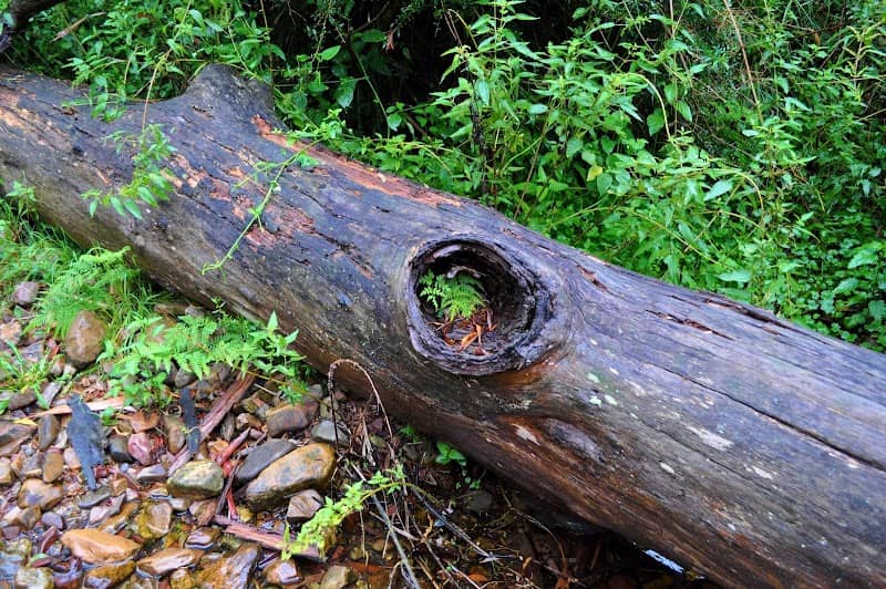 Turon State Forest - Image 2