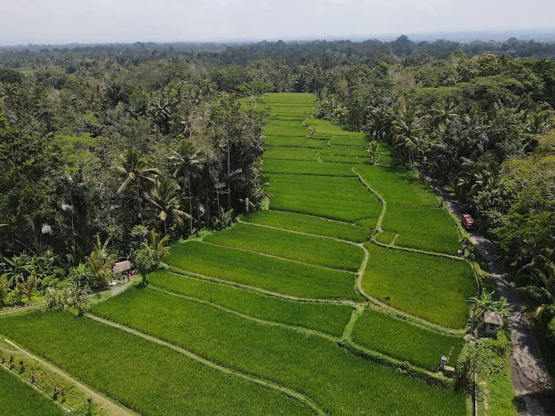 Rice Fields - Image 1