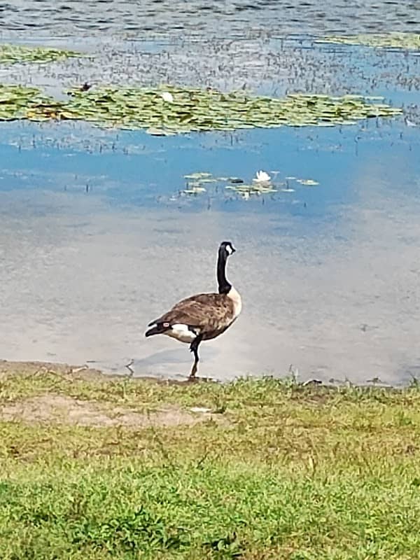 Beaver Pond - Image 1