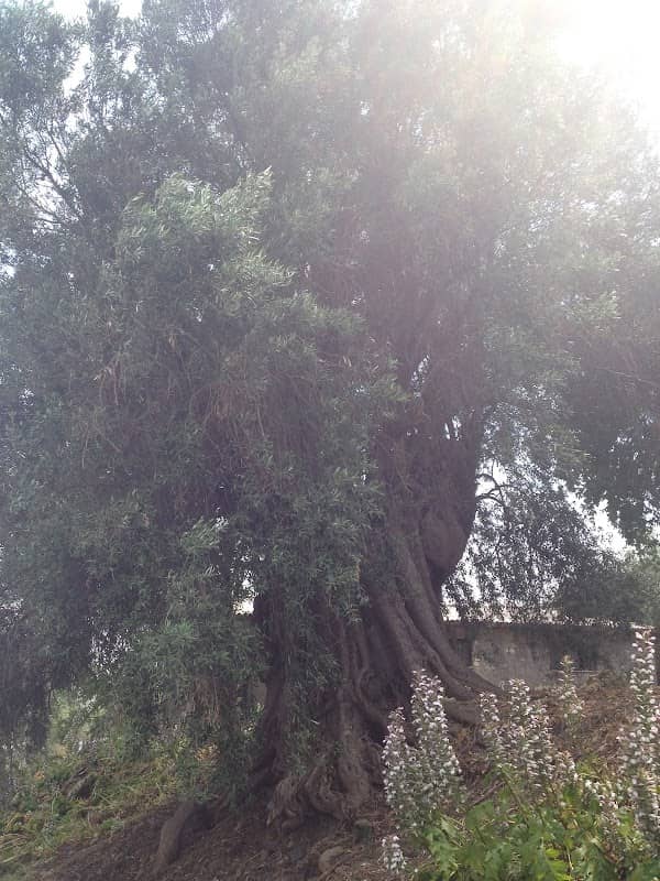 Ulivo Millenario - Image 2